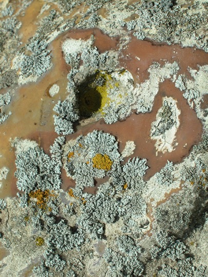 Biface et Limule Lichen